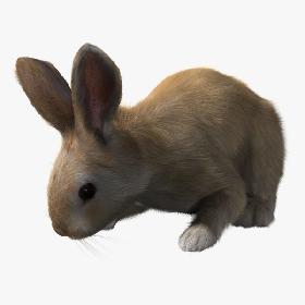Rabbit Cream (RIGGED) (FUR)